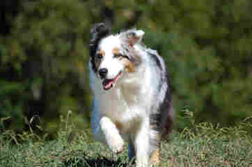 R STAR MINIATURE AUSSIES - Dog Breeders