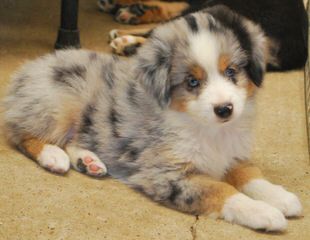 Quality Mini Australian Shepherds - Dog Breeders