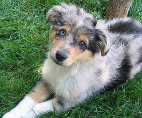 Brunskill’s Mini Aussies - Dog Breeders