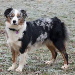 Toy & Mini Aussie Pups Available - Dog Breeders