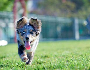 Waterfall Miniature American Shepherds - Dog Breeders