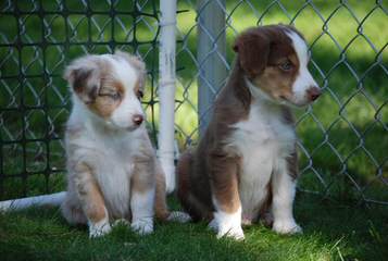 Rockin’A Aussies - Dog and Puppy Pictures