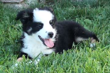 HARLEY FARM AUSSIES - Dog Breeders