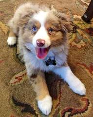 Honey Lake Mini Aussies - Dog Breeders