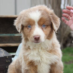 DiamondR Mini Aussies - Dog Breeders