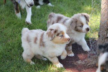 willow aussie - Dog Breeders