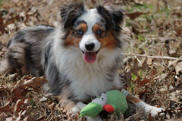 Crooked Creek Mini & Toy Aussies - Dog Breeders