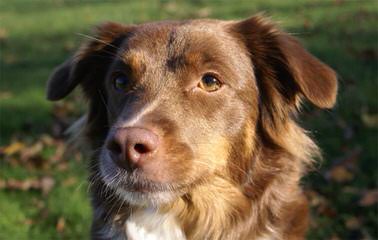 Bar-KL Miniature Australian Shepherds - Dog Breeders