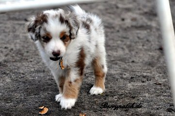 Miniature Australian Shepherds At Runamok Farm! - Dog and Puppy Pictures