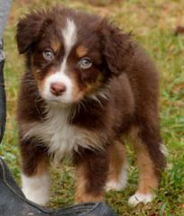 Australian Shepherd Pups - Dog and Puppy Pictures