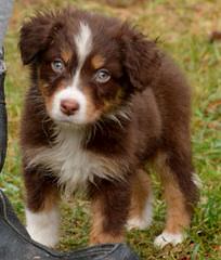 Texas Ti Aussies – Toy & Mini - Dog Breeders