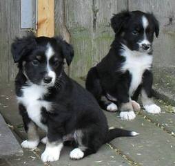 Bar-KL Miniature Australian Shepherds - Dog Breeders