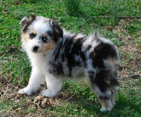 HARLEY FARM AUSSIES - Dog Breeders