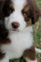 Cowboy Heaven Miniature Aussies - Dog Breeders