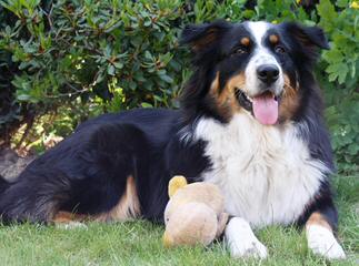 Cowboy Heaven Miniature Aussies - Dog Breeders