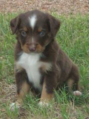 Southern Charm Mini Aussies - Dog Breeders