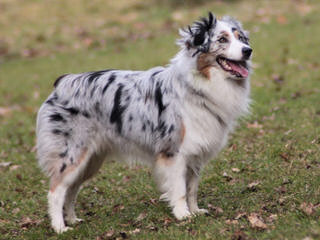 ALANGUS AUSSIES - Dog Breeders