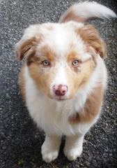 Alta Vista Miniature Australian Shepherds - Dog Breeders