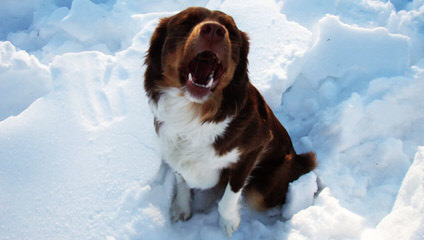 Honey Lake Miniature Australian Shepherds - Dog and Puppy Pictures