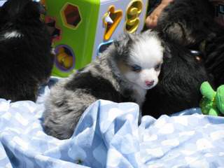 HARLEY FARM AUSSIES - Dog Breeders