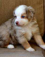 Mini/Toy Australian Shepherd Pups! - Dog and Puppy Pictures