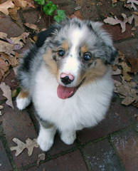 Southern Charm Mini Aussies - Dog Breeders