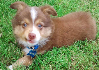 Mini/Toy Australian Shepherd Pups! - Dog Breeders