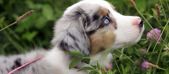 Aussie Jamboree - Dog Breeders