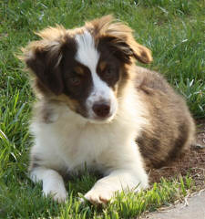 R STAR MINIATURE AUSSIES - Dog Breeders