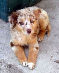 Mini/Toy Australian Shepherd Pups! - Dog and Puppy Pictures