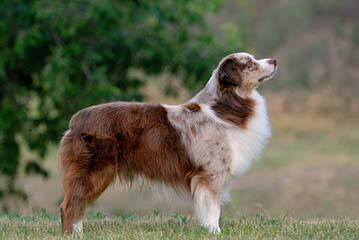 Aussies In Motion - Dog Breeders