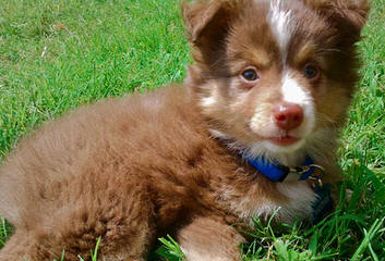 Mercyme Miniature Australian Shepherds - Dog and Puppy Pictures