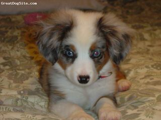 Miniature Australian Shepherds At Runamok Farm! - Dog and Puppy Pictures