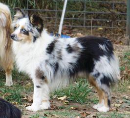 Tini Thyme Mini Aussies - Dog Breeders