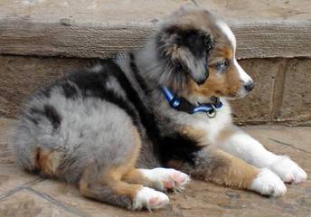 DiamondR Mini Aussies - Dog Breeders