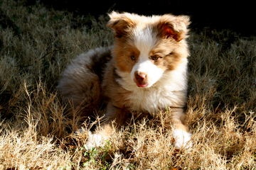 Augi Pups Corgi X Mini Aussie - Dog Breeders