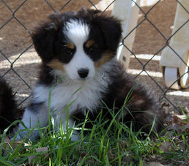 DiamondR Mini Aussies - Dog Breeders