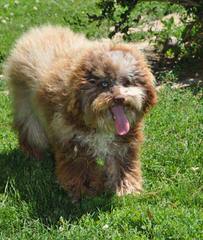 Honey Lake Miniature Australian Shepherds - Dog Breeders