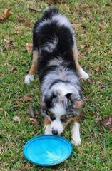 Abby’s Place Mini Aussies - Dog Breeders