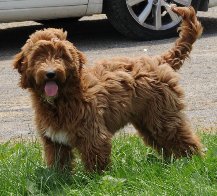 Miniature Goldendoodle Dogs and Puppies