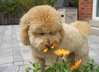 Petite Goldendoodles From Timshell Farm - Dog and Puppy Pictures