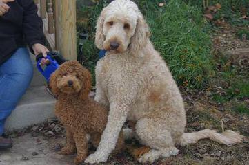 Kaosfarm Minature Goldendoodles - Dog Breeders