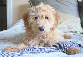 Serene Miniature Goldendoodles - Dog and Puppy Pictures