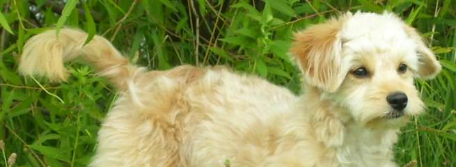 Del-Frunessa’s English & American Goldendoodles Specializing In English Teddy Bear Golde - Dog Breeders