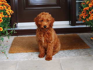 Marilace Toy/ Mini Goldendoodles Available Now! - Dog Breeders