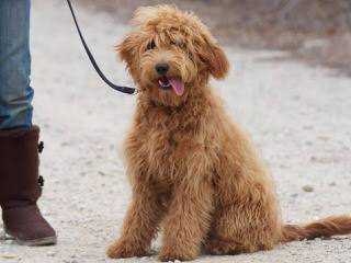 Mini & Std. Goldendoodles - Dog Breeders