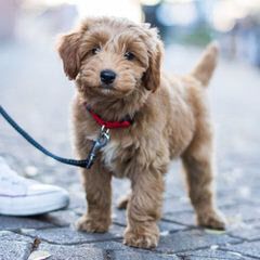 Miniature Goldendoodle Luxury Pets - Dog Breeders