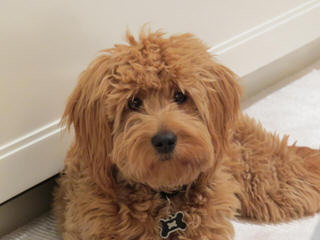 True Mini Goldendoodles Puppies Available Now - Dog Breeders