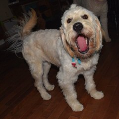 Petite Goldendoodles From Timshell Farm - Dog and Puppy Pictures