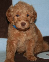 Oodles Of Doodles Miniature Goldendoodle - Dog Breeders